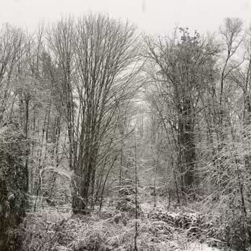 Dreaming of a white Christmas