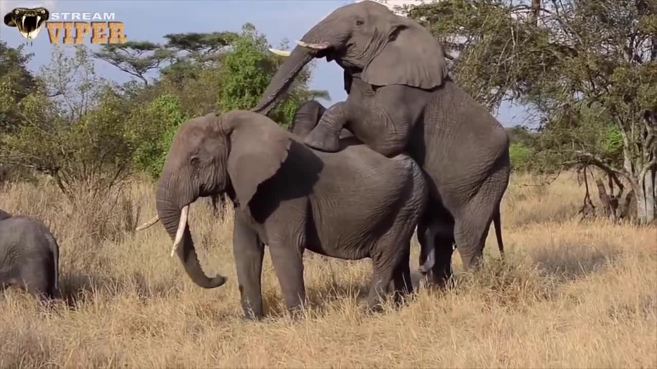 Elephant Mating