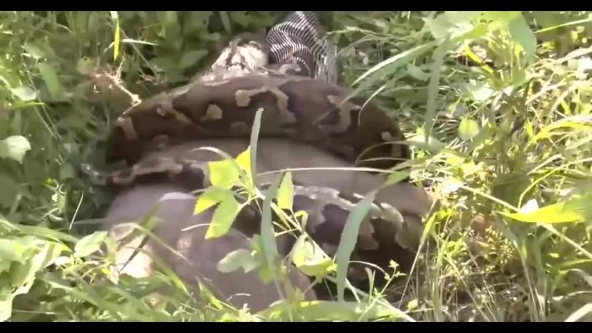 Giant Anaconda Eats Cow Alive