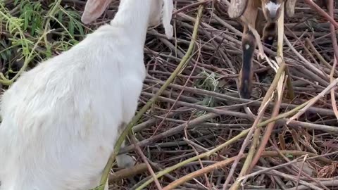 so beautiful and cute goat