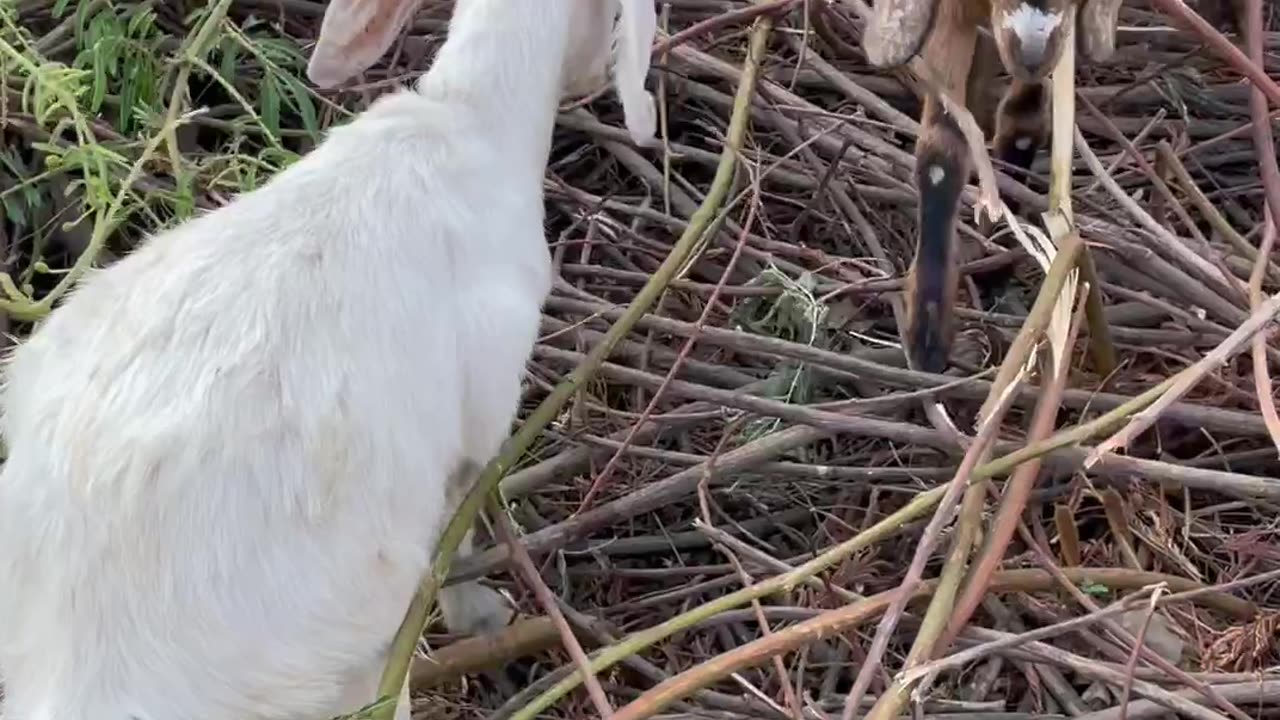 so beautiful and cute goat