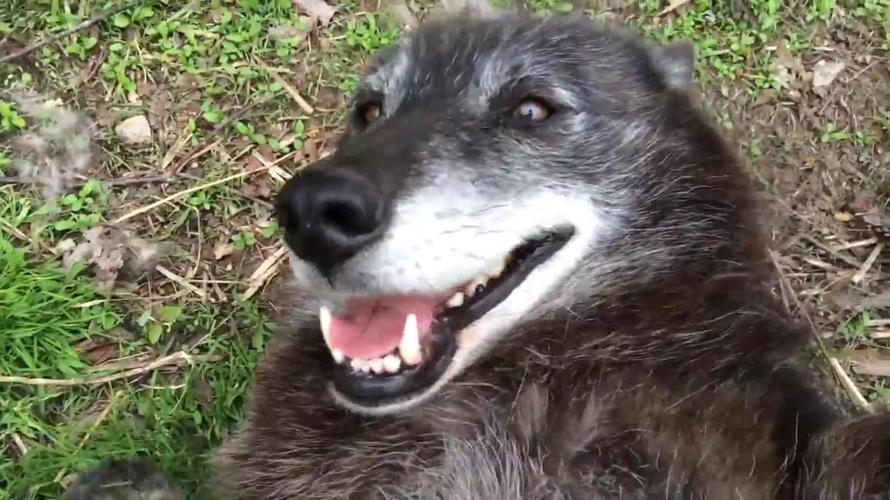 A very happy wolf (Very)