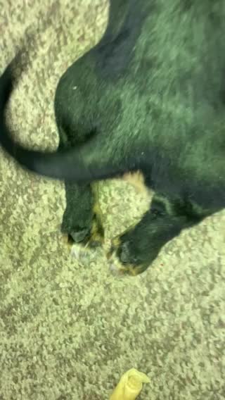 Peanuts 🥜 Legs 🦵