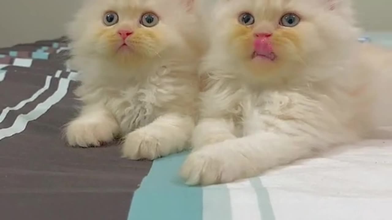 Baby cats funny