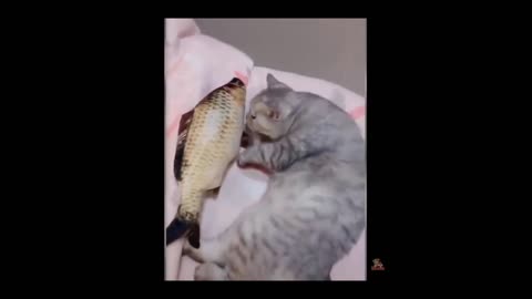 Funny animal videos