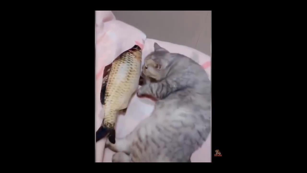 Funny animal videos