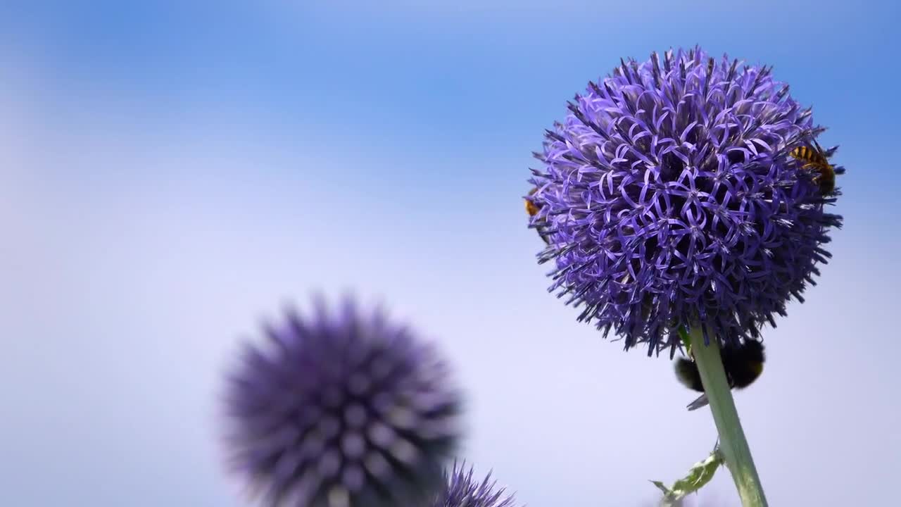 Insect Bee On Purple Flower