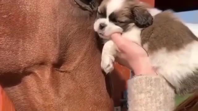 Cute friendship a dog with a horse🐴🐶😍