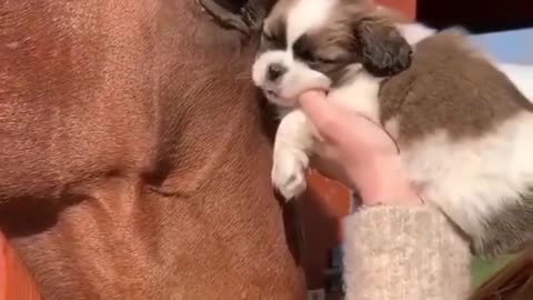 Cute friendship a dog with a horse🐴🐶😍