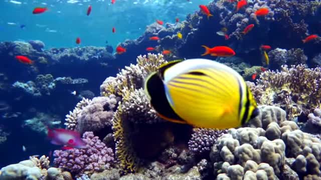 Hurghada is one of the most important cities in Egypt that attracts various visitors