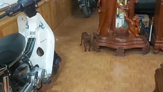 the dog welcomes guests to the house to play