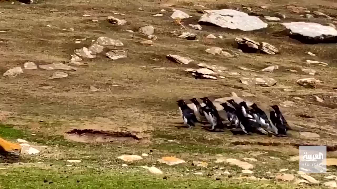 Funny animals penguins exchange information about the road