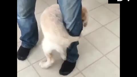 Cute pets