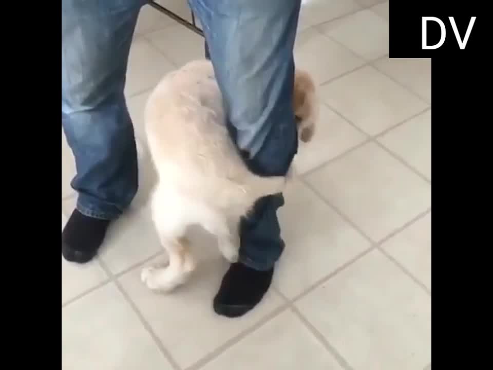Cute pets