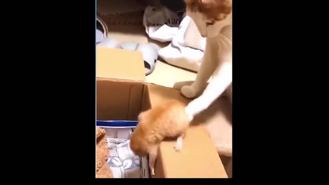 Funny mommy cat pushes his son to bed