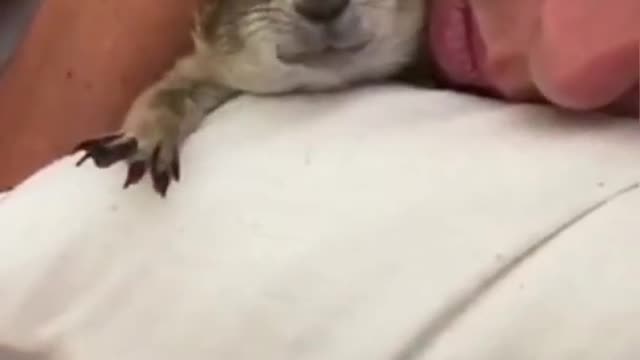 prairie dog enjoys a nap - prairie dog pet