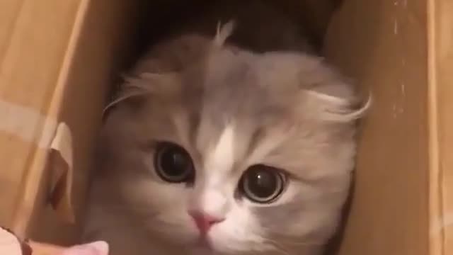The cat who likes to be in the box