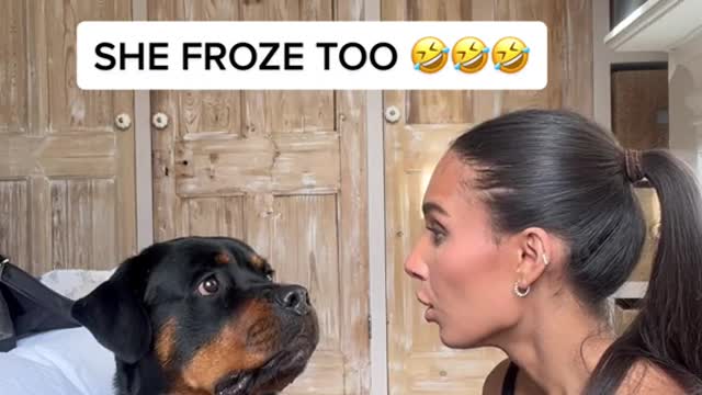 Freeze and see yourdogsreaction.
