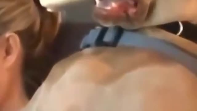 Наглый ворон