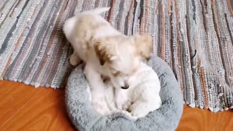 Lindo perrito mordiendo mi mano