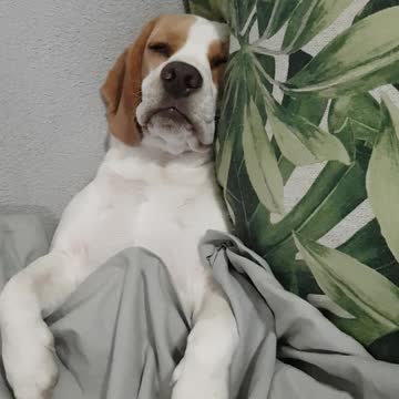 Beagle pup snores just like an old man!