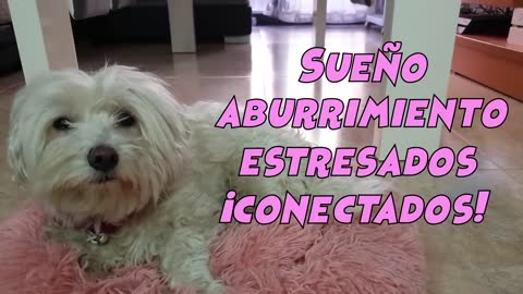 Aprende a Entender a tu Perro!