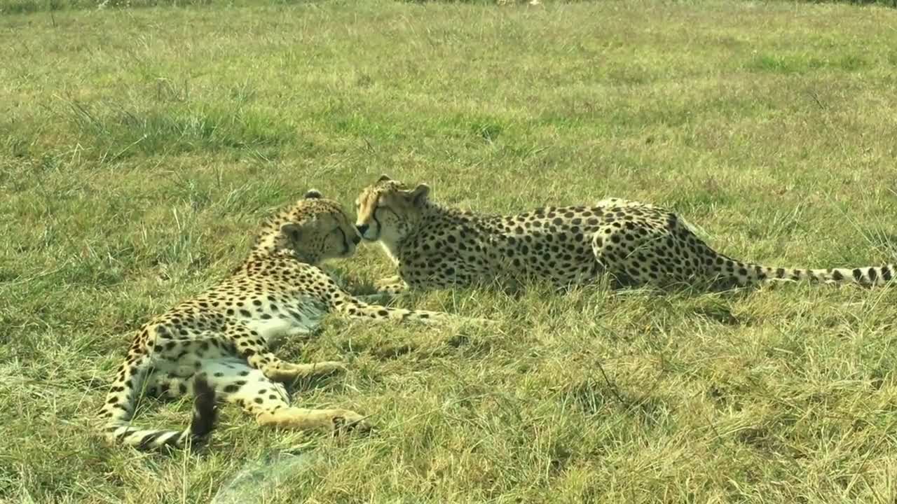 A Pair Of Wild Cheetahs