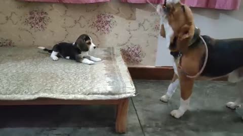 Beautifull puppy funn crazy for dog