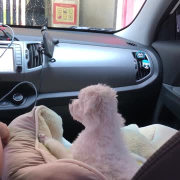 Puppies are afraid of automatic car washing