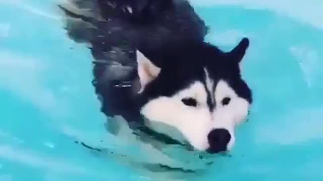 The dog's swimming posture is so beautiful