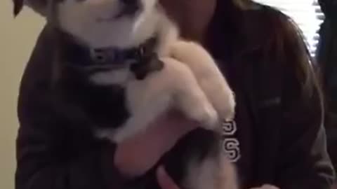 husky talking to owner