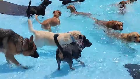 Pool Day 🐶🌊🌞