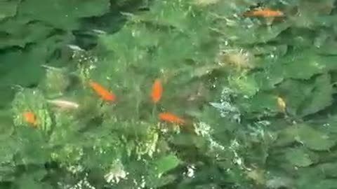 Big goldfish play with small goldfish