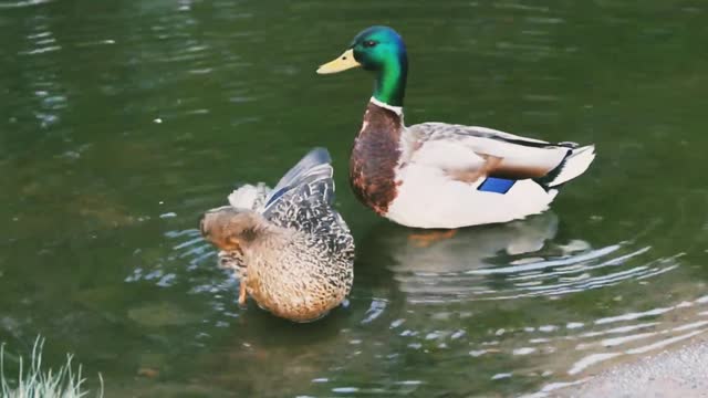 Cute ducks brush feathers