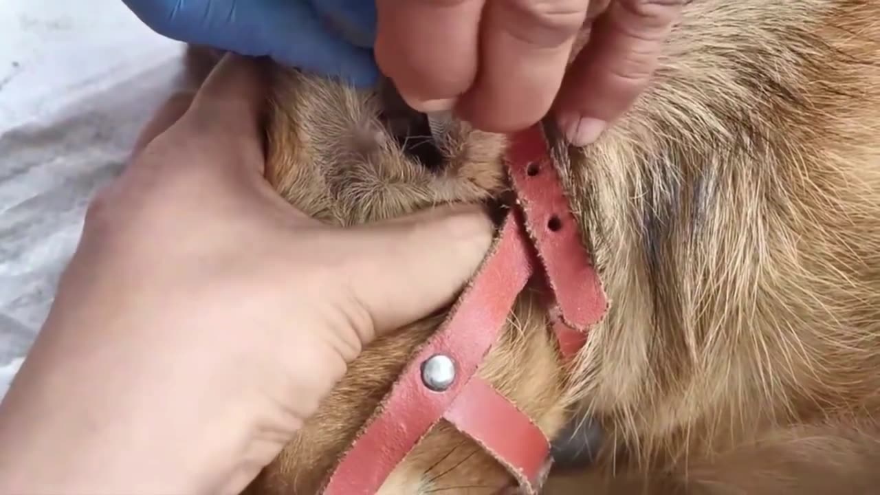 Giant Ticks Out From Dog's Body - Removing Giant Ticks on Dog - Ticks Removal Video (4)