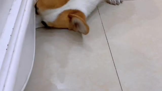 He must have been a beautiful dog