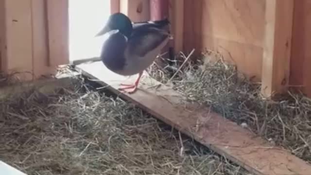 Amanda Grace Talks...the story How Rocky the Mallard Duck was rescued by her