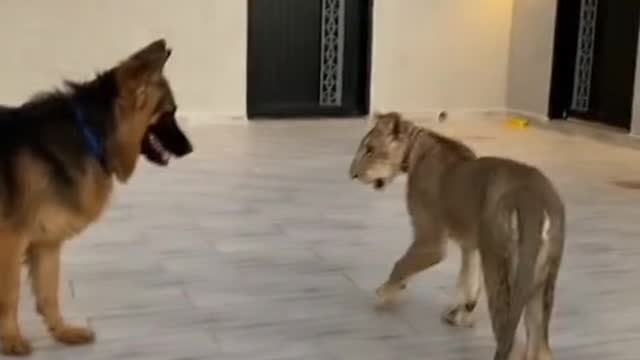 These are the animals of the Arabs and their homes