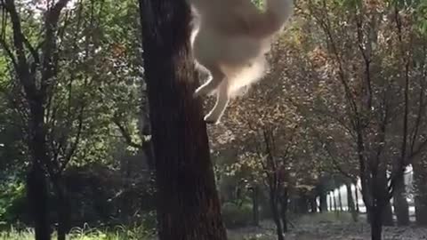 Boxer dogs hilariously jump their highest to reach tree leaves