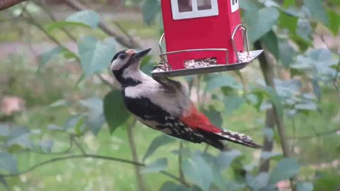 This bird eats and tweets