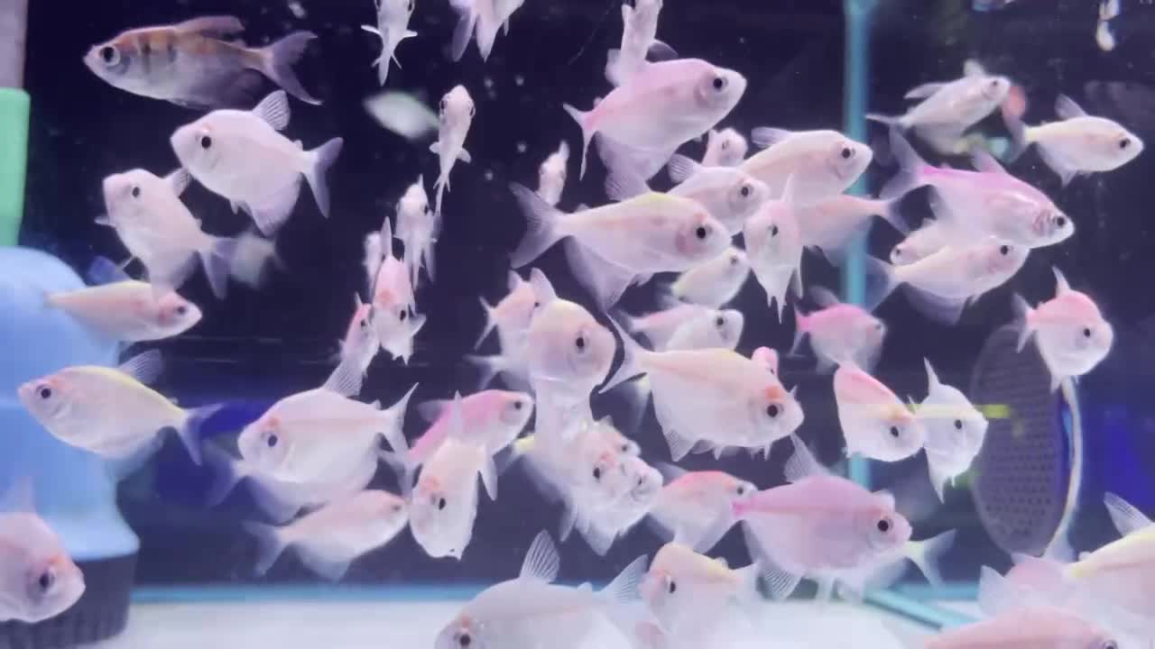 The aquarium saw a school of silver fish