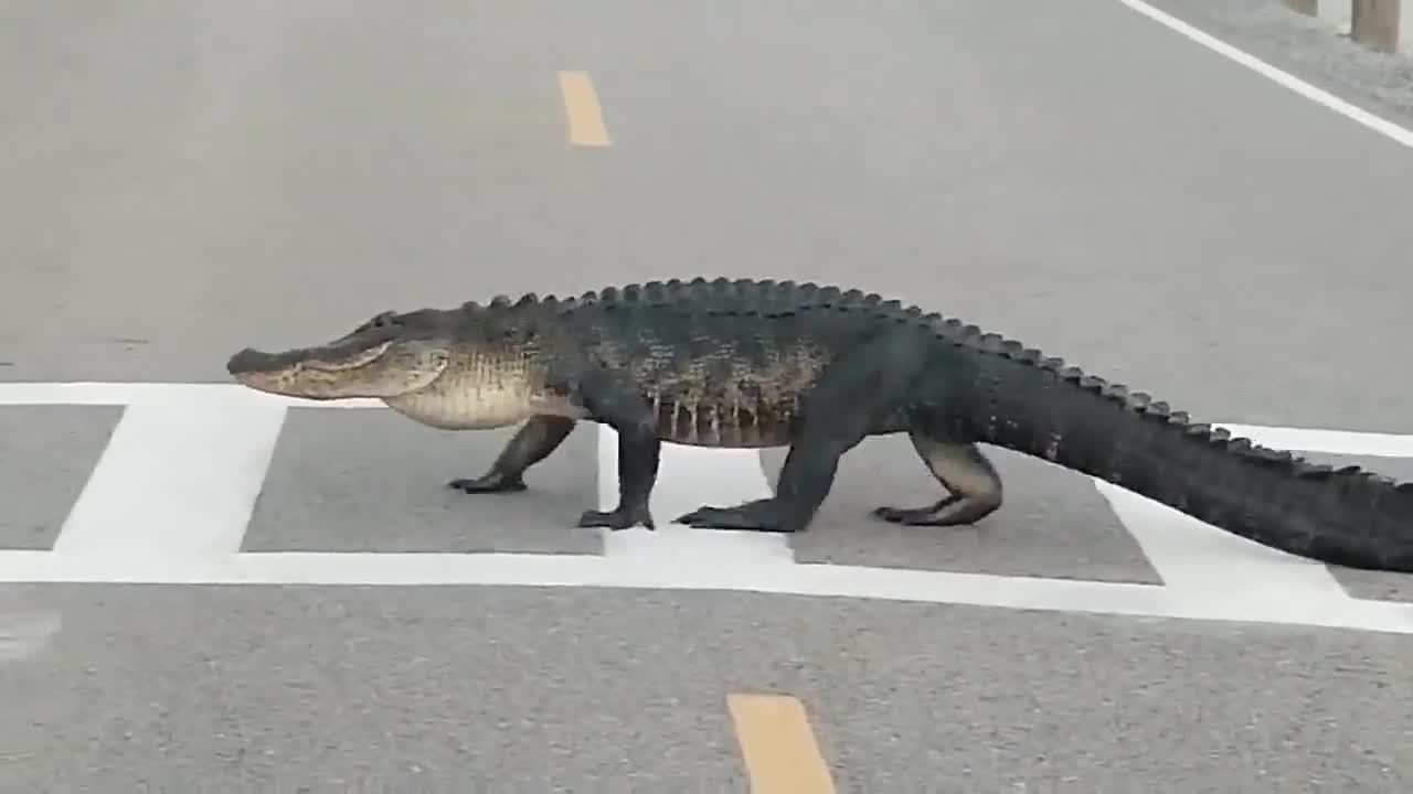 Alligators move on land using two different modes of locomotion, the "sprawl" and the "high walk."