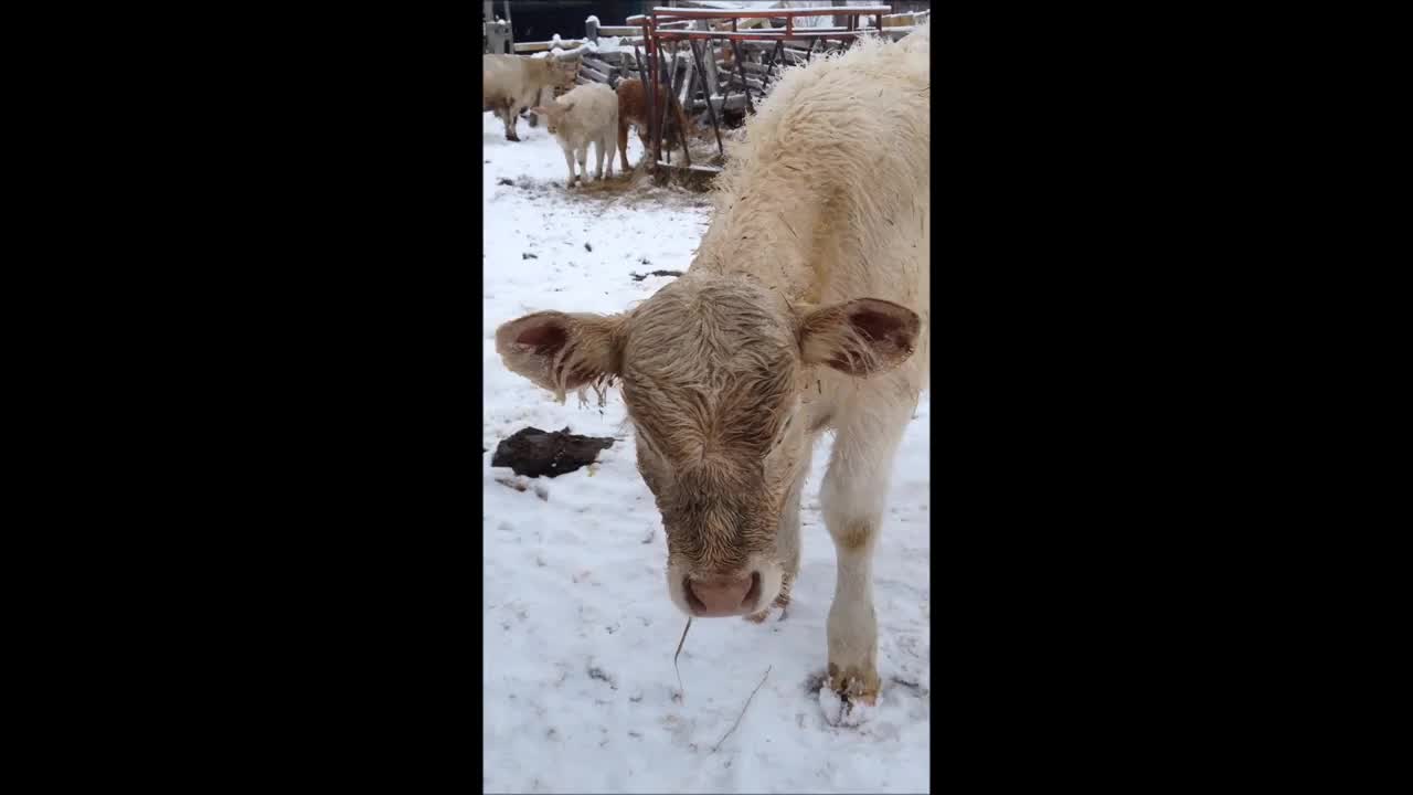 Calves up close