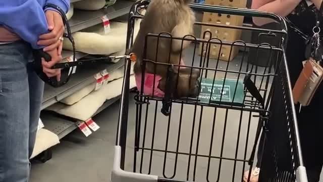 Errands Gaitlyn Rae Part 1