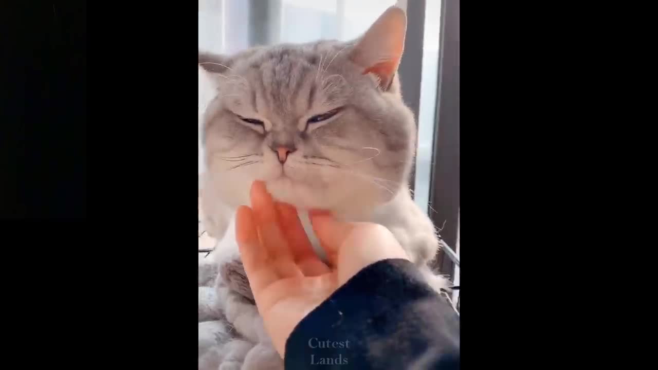 Cute And Funny Pets | Try Not To Laugh Challenge | Pets Compilation