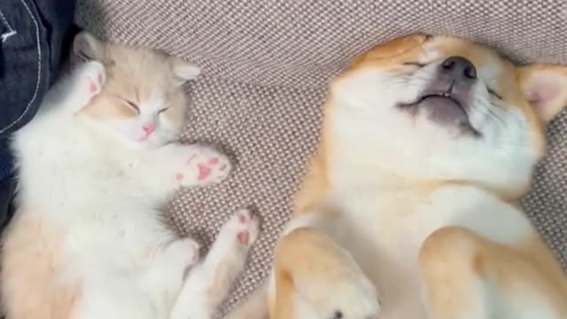 The puppy and kitten in the fairy tale fall asleep