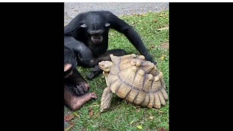 Funny Gorilla Compilations|Cute Gorilla Videos