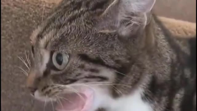Greedy cat