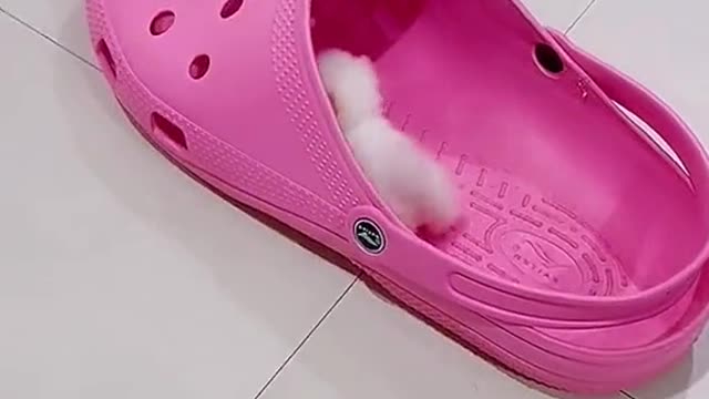 How cute is this cute cat 😍 #cute cat #pets #kitten