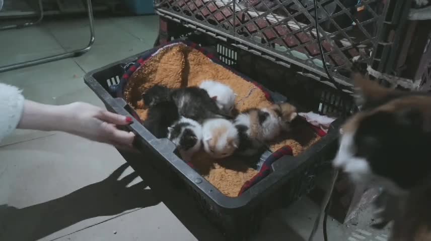 These Cat At The Fish Markets Are So Cute Pt3
